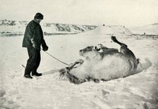 Cherry-Garrard Giving His Pony Michael A Roll in the Snow c1911, (1913). Artist: Herbert Ponting