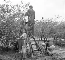 Cherry pickers near Millville, New Jersey, 1936. Creator: Dorothea Lange