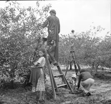 Cherry pickers near Millville, New Jersey, 1936. Creator: Dorothea Lange