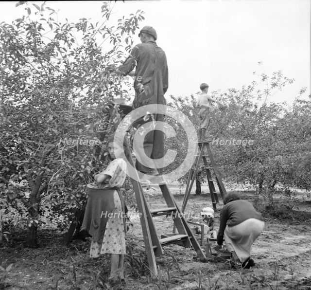 Cherry pickers near Millville, New Jersey, 1936. Creator: Dorothea Lange.