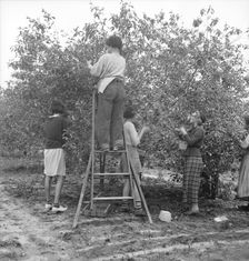 Cherry pickers near Millville, New Jersey, 1936. Creator: Dorothea Lange