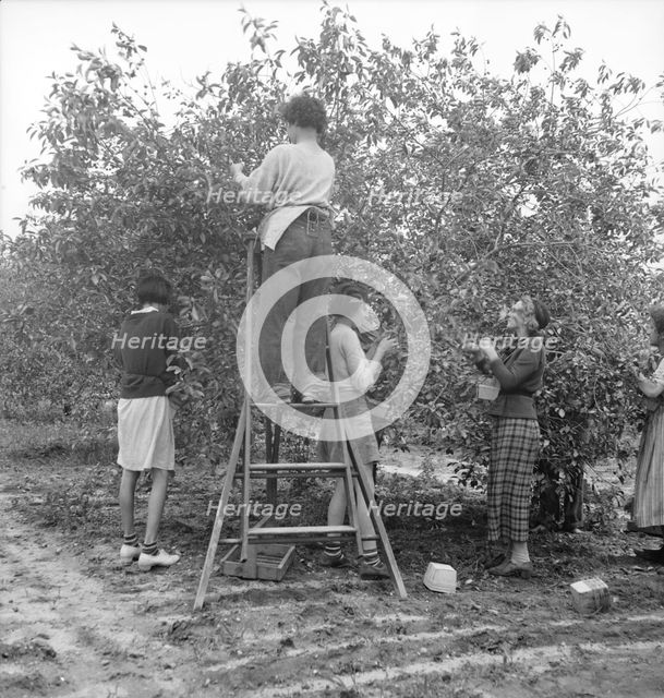 Cherry pickers near Millville, New Jersey, 1936. Creator: Dorothea Lange.