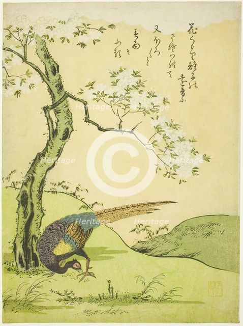 Cherry Tree and Pheasant, Japan, 1765. Creator: Komatsuya Hyakki.