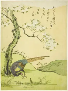 Cherry Tree and Pheasant, Japan, 1765. Creator: Komatsuya Hyakki