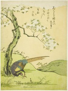 Cherry Tree and Pheasant, Japan, 1765. Creator: Komatsuya Hyakki
