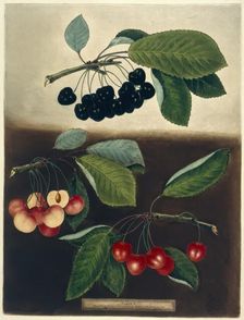 Cherries, 1812. Creator: George Brookshaw