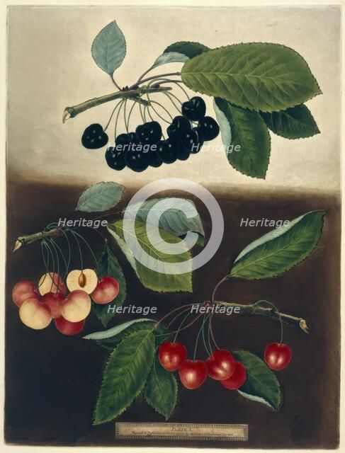 Cherries, 1812.  Creator: George Brookshaw.