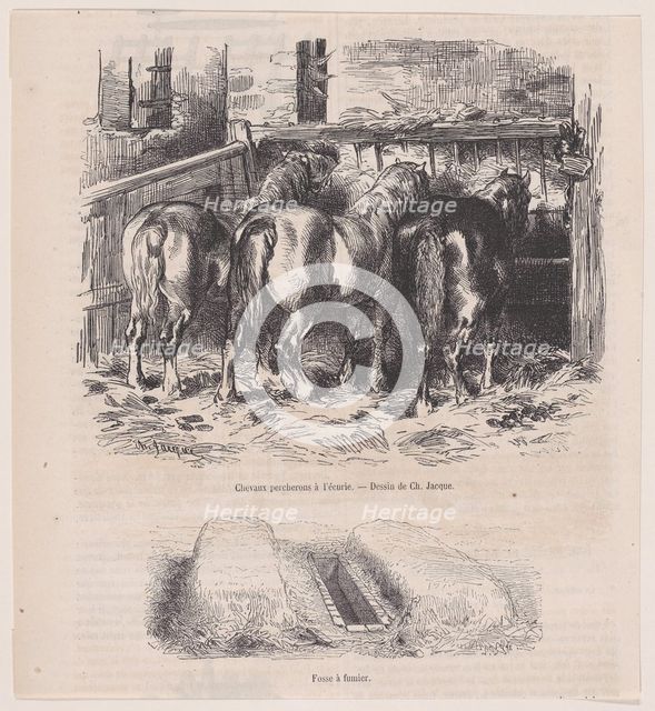 Chevaux percherons à l'écurie; Fosse à fumier; from Magasin Pittoresque, ca. 1852., ca. 1852. Creator: Charles Emile Jacque.