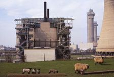 Cheviot-Black Sheep graze at Calder Hall Nuclear Power Station, Cumberland, 20th century. Artist: CM Dixon