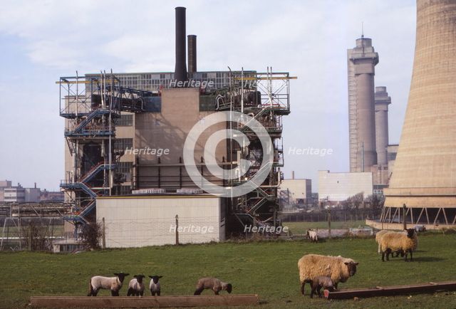 Cheviot-Black Sheep graze at Calder Hall Nuclear Power Station, Cumberland, 20th century. Artist: CM Dixon.