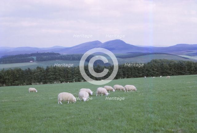 Cheviots, South of Jedburgh, Scotland, 20th century. Artist: CM Dixon.