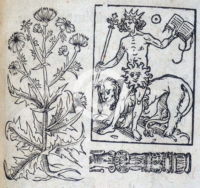 Chicory and the Sun, 13th century. Creator: Unknown.