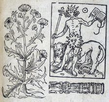 Chicory and the Sun, 13th century. Creator: Unknown