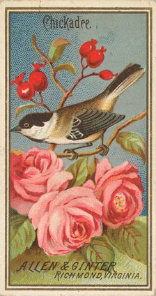 Chickadee, from the Birds of America series (N4) for Allen & Ginter Cigarettes Brands, 1888. Creator: Allen & Ginter
