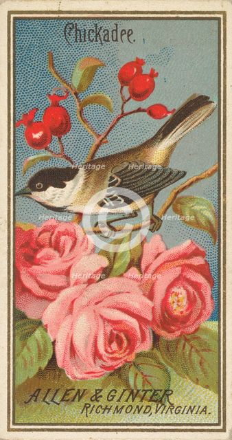 Chickadee, from the Birds of America series (N4) for Allen & Ginter Cigarettes Brands, 1888. Creator: Allen & Ginter.