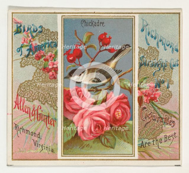 Chickadee, from the Birds of America series (N37) for Allen & Ginter Cigarettes, 1888. Creator: Allen & Ginter.
