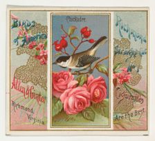 Chickadee, from the Birds of America series (N37) for Allen & Ginter Cigarettes, 1888. Creator: Allen & Ginter