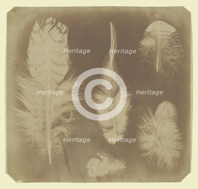 Chicken Feathers, ca. 1840. Creator: Mervyn Herbert Nevil Story-Maskelyne.