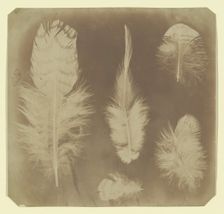 Chicken Feathers, ca. 1840. Creator: Mervyn Herbert Nevil Story-Maskelyne