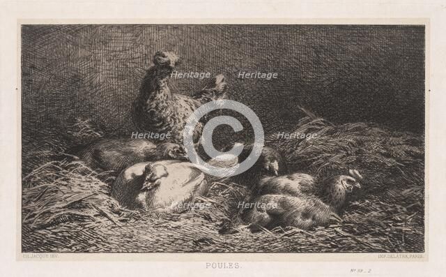 Chickens (Poutes), 1867. Creator: Charles-Émile Jacque (French, 1813-1894).