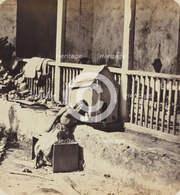 Chien de Garvel (Martinique), 1870s. Creator: Paul Emile Miot.