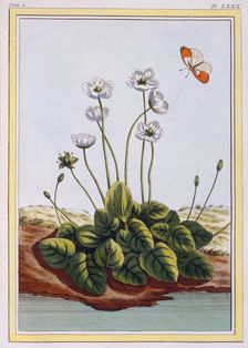 Chiendent de Parnasse (Grass of Parnassus), pub. 1776. Creator: Pierre Joseph Buchoz (1731-1807)