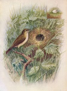 Chiff-Chaff - Phyllos'copus ru'fus c1910, (1910). Artist: George James Rankin