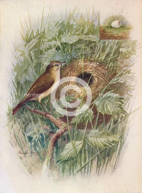 'Chiff-Chaff - Phyllos'copus ru'fus', c1910, (1910). Artist: George James Rankin.