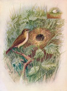 Chiff-Chaff - Phyllos'copus ru'fus c1910, (1910). Artist: George James Rankin