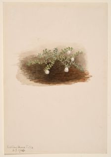 Chiogenes hispidula, 1904. Creator: Mary Vaux Walcott