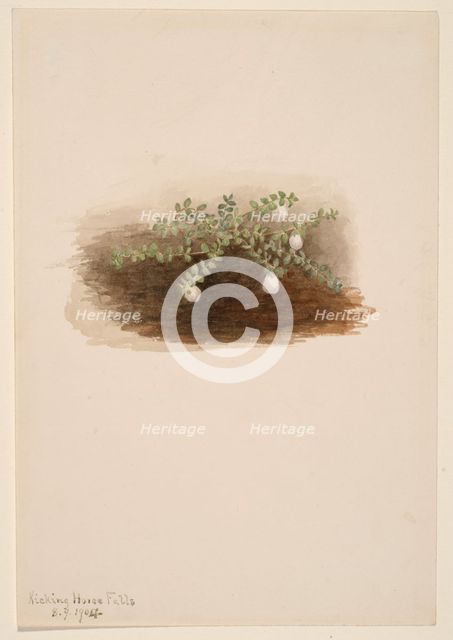 Chiogenes hispidula, 1904. Creator: Mary Vaux Walcott.