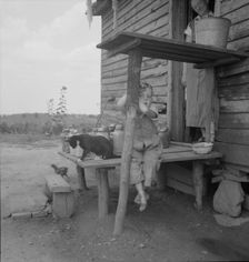 Child of sharecropper, near Gaffney, South Carolina, 1937. Creator: Dorothea Lange