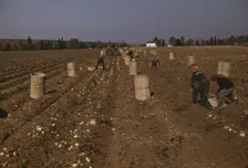 Children gathering potatoes on a large farm, vicinity of Caribou, Aroostook County, Maine , 1940. Creator: Jack Delano