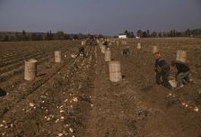 Children gathering potatoes on a large farm, vicinity of Caribou, Aroostook County, Maine , 1940. Creator: Jack Delano