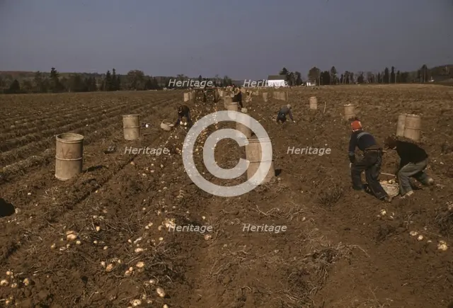 Children gathering potatoes on a large farm, vicinity of Caribou, Aroostook County, Maine , 1940. Creator: Jack Delano.