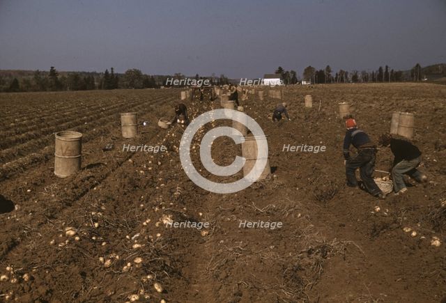 Children gathering potatoes on a large farm, vicinity of Caribou, Aroostook County, Maine , 1940. Creator: Jack Delano.