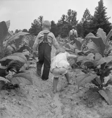 Children helping father, tobacco sharecropper, at work..., Person County, North Carolina, 1939. Creator: Dorothea Lange