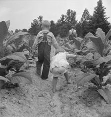 Children helping father, tobacco sharecropper, at work..., Person County, North Carolina, 1939. Creator: Dorothea Lange
