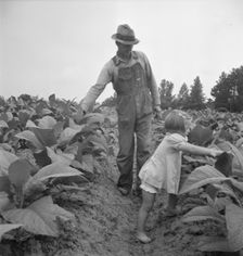 Children helping father, tobacco sharecropper..., Person County, North Carolina, 1939. Creator: Dorothea Lange