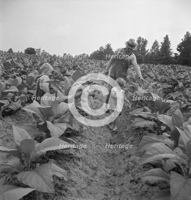 Children helping father, tobacco sharecropper..., Person County, North Carolina, 1939. Creator: Dorothea Lange.