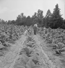Children helping father, tobacco sharecropper..., Person County, North Carolina, 1939. Creator: Dorothea Lange