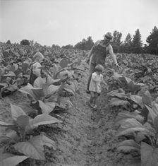 Children helping father, tobacco sharecropper..., Person County, North Carolina, 1939. Creator: Dorothea Lange