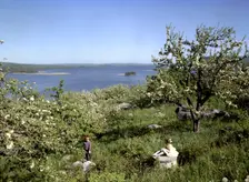 Children in the countryside during summer holidays, 1950s. Creator: Göran Algård