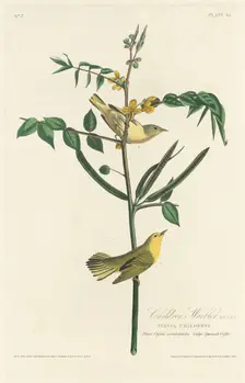 Children's Warbler, 1828. Creator: Robert Havell