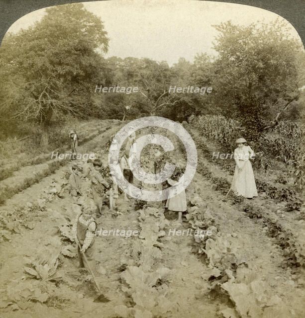 Children working in a vegetable garden, Salvation Army Home, Spring Valley, New York, USA.Artist: Underwood & Underwood