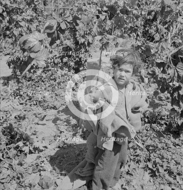 Children work in the hops in Oregon often all day...Independence, Polk County, Oregon, 1939. Creator: Dorothea Lange.