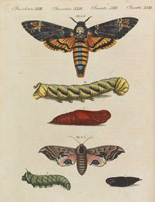 Children's Picture Book (Children's encyclopaedia) by Friedrich Johann Justin Bertuch, 1798-1830. Creator: Pupils of the Weimar Princely Free Drawing School