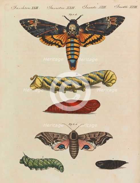 Children's Picture Book (Children's encyclopaedia) by Friedrich Johann Justin Bertuch, 1798-1830. Creator: Pupils of the Weimar Princely Free Drawing School.