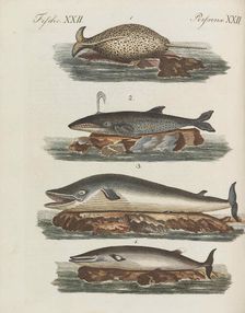 Children's Picture Book (Children's encyclopaedia) by Friedrich Johann Justin Bertuch, 1798-1830. Creator: Pupils of the Weimar Princely Free Drawing School