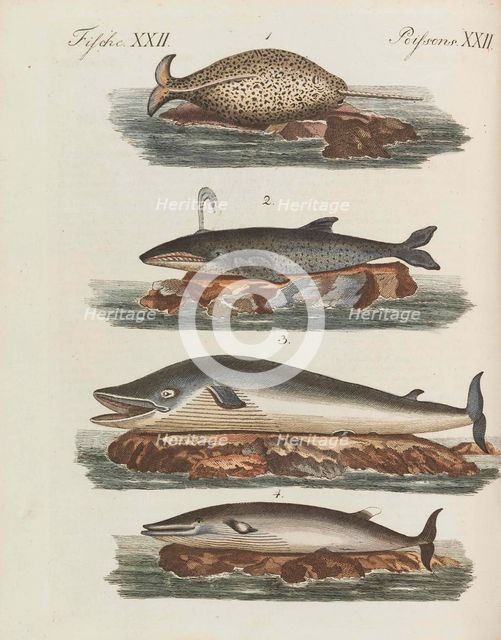 Children's Picture Book (Children's encyclopaedia) by Friedrich Johann Justin Bertuch, 1798-1830. Creator: Pupils of the Weimar Princely Free Drawing School.